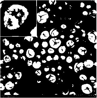 Load small interfering RNA nanoscale lipid microbubble ultrasonic contrast agent and preparation method