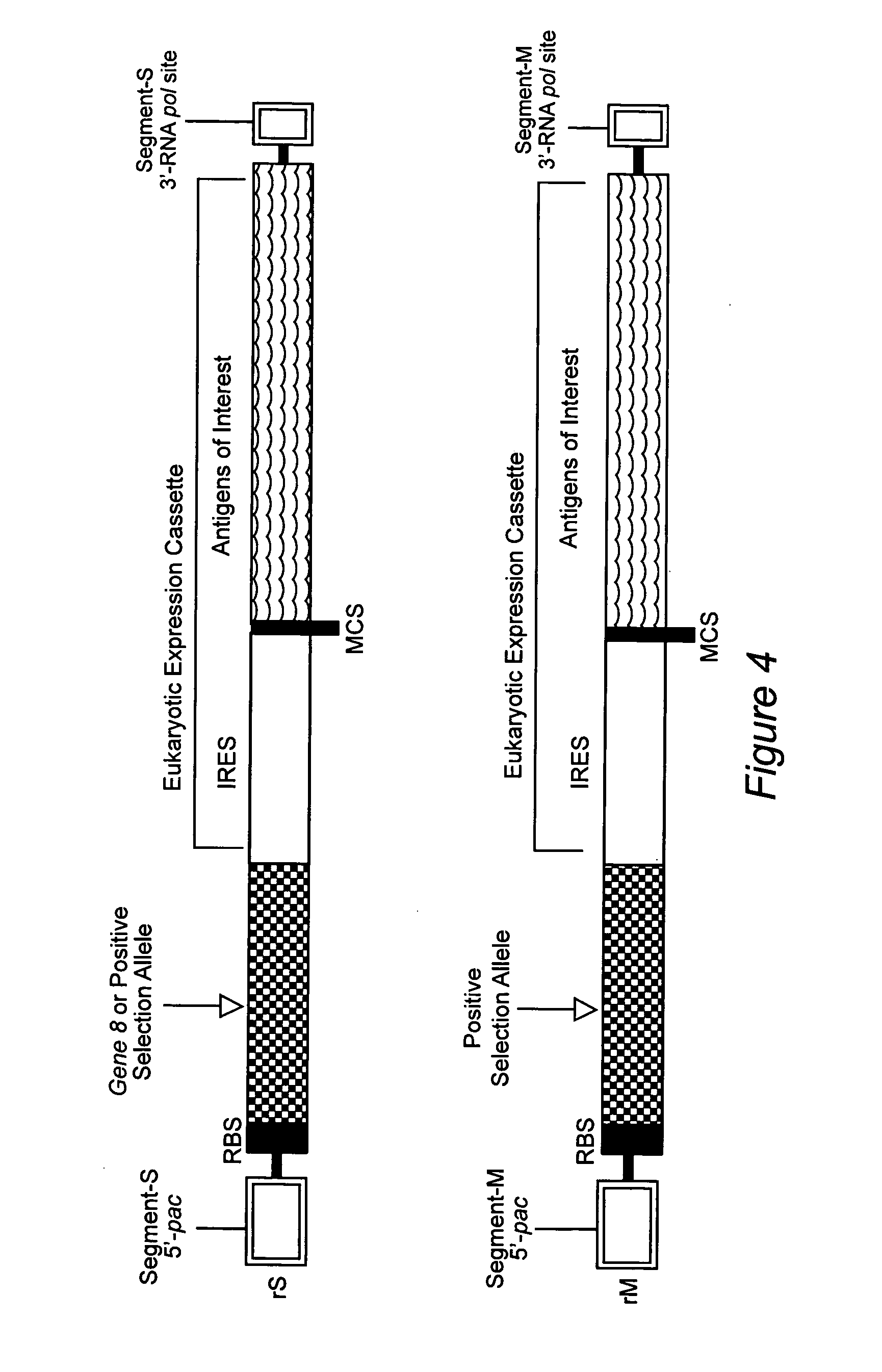 Bacterial packaging strains useful for generation and production of recombinant double-stranded RNA nucleocapsids and uses thereof