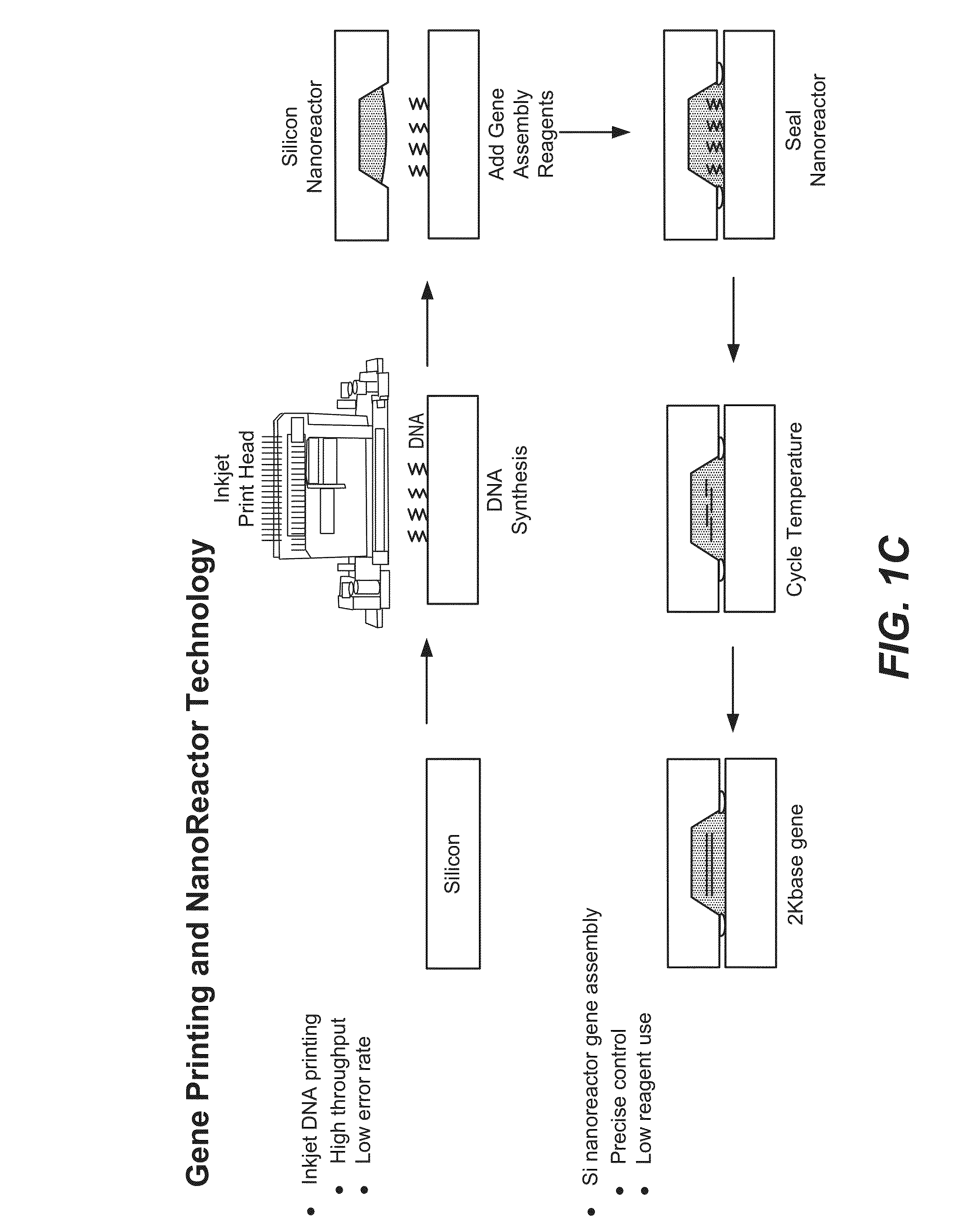 De novo synthesized gene libraries