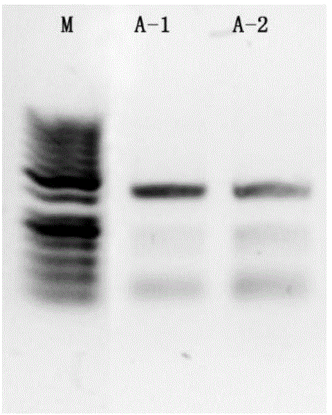 Primer, method and application based on next-generation sequencing technology to detect HBV drug-resistant mutation site