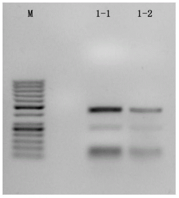 Primer, method and application based on next-generation sequencing technology to detect HBV drug-resistant mutation site