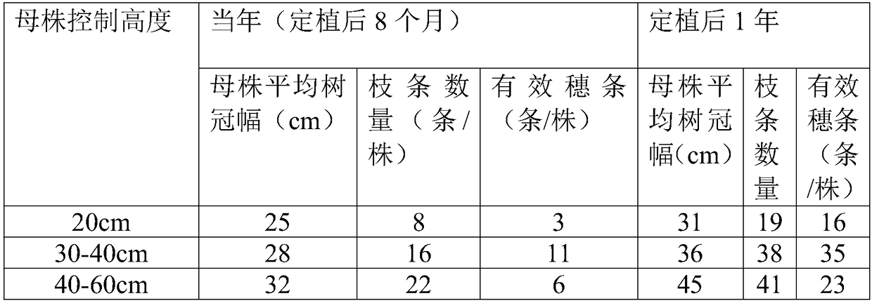 Constructing method of cutting orchard of golden panda xanthostemon