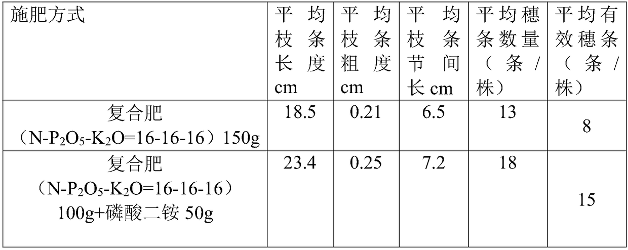 Constructing method of cutting orchard of golden panda xanthostemon