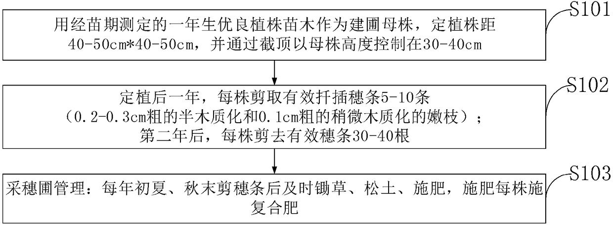 Constructing method of cutting orchard of golden panda xanthostemon