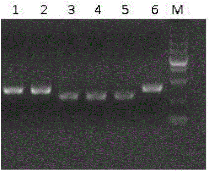 MiR-126 full-length gene knockout kit based on CRISPR-Cas9 technology and application thereof