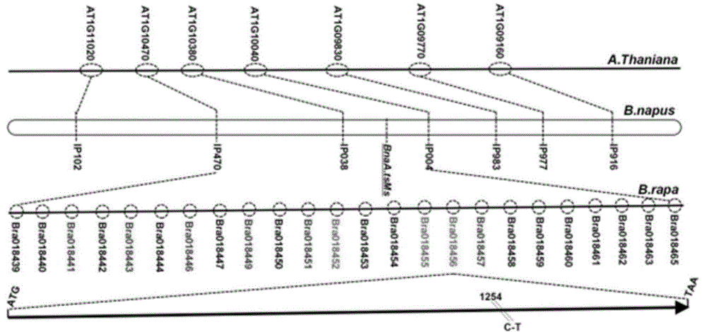 Cabbage type rape temperature sensitive type dominant genic male sterility gene BnaAtsMs