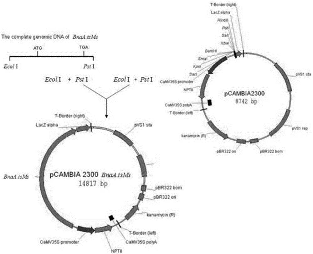 Cabbage type rape temperature sensitive type dominant genic male sterility gene BnaAtsMs