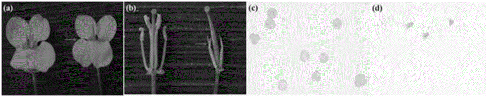 Cabbage type rape temperature sensitive type dominant genic male sterility gene BnaAtsMs