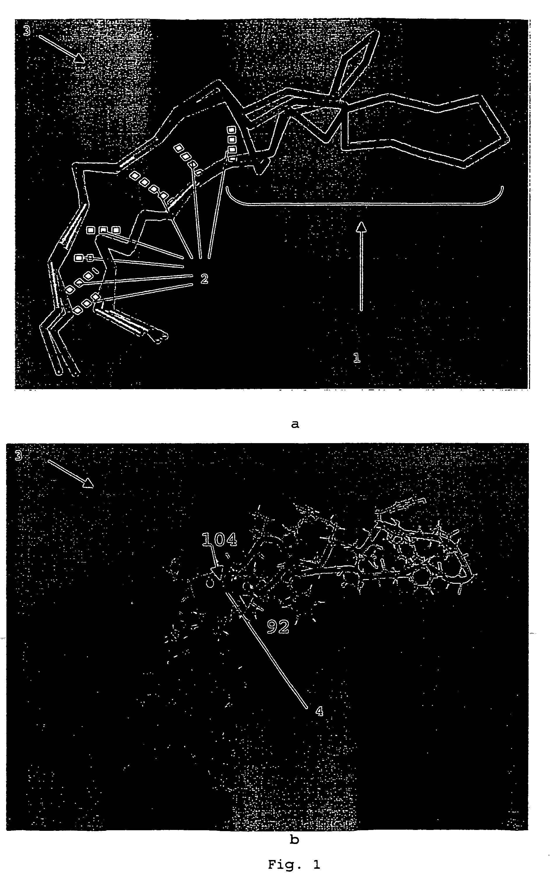 Method for displaying loops from immunoglobulin domains in different contexts