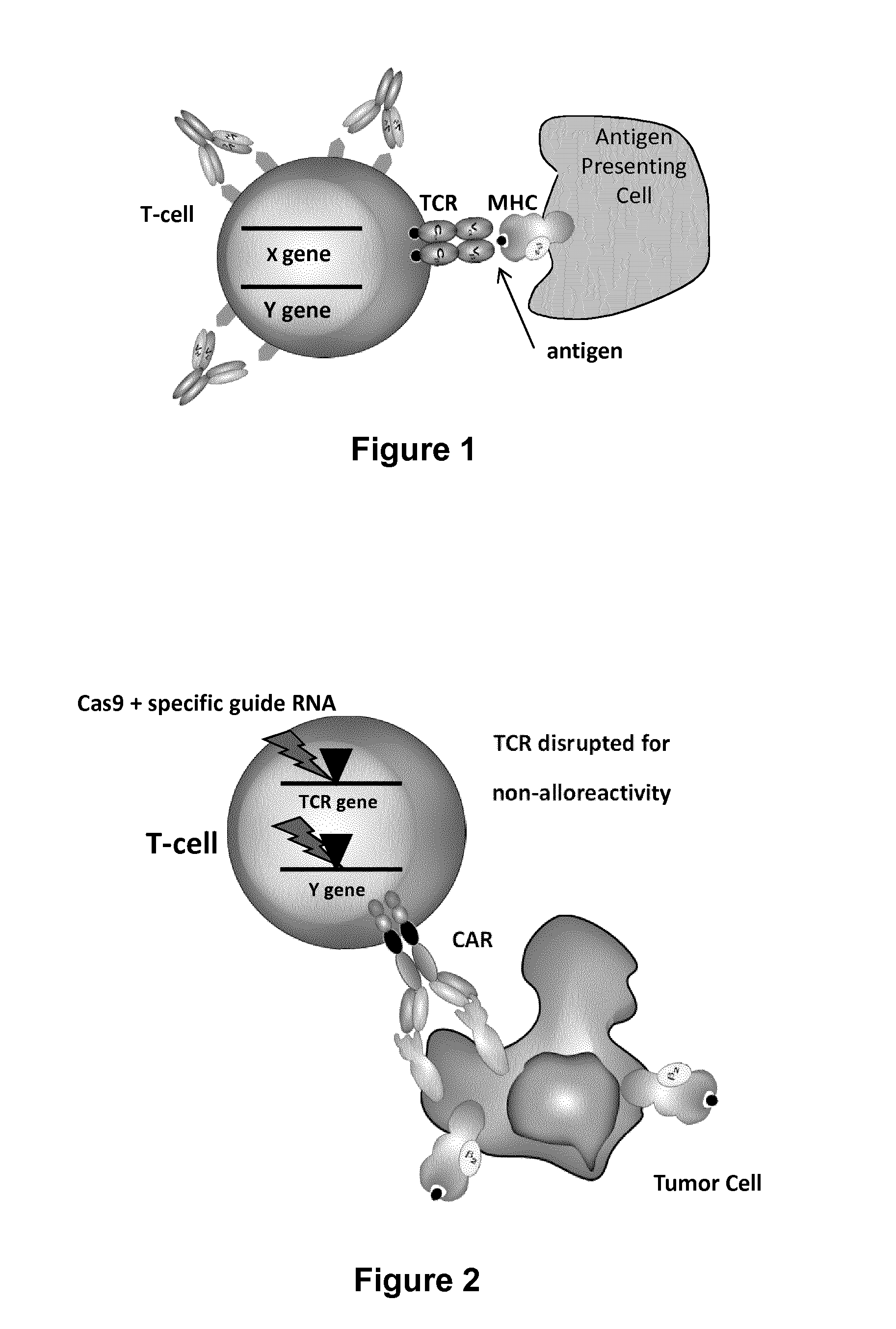 Methods for engineering t cells for immunotherapy by using rna-guided cas nuclease system