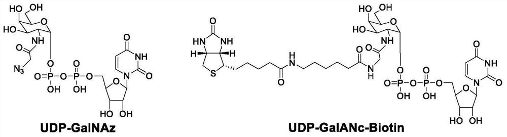 O-GlcNAc glycosylation modified one-step enzyme labeling kit and application thereof