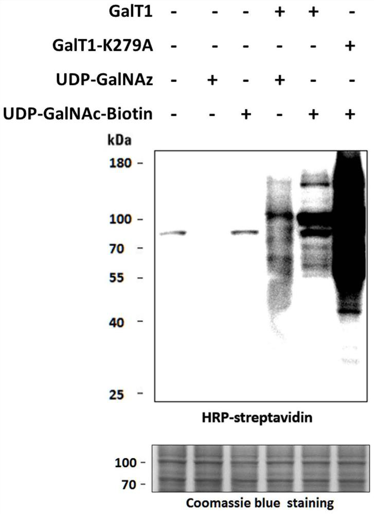 O-GlcNAc glycosylation modified one-step enzyme labeling kit and application thereof