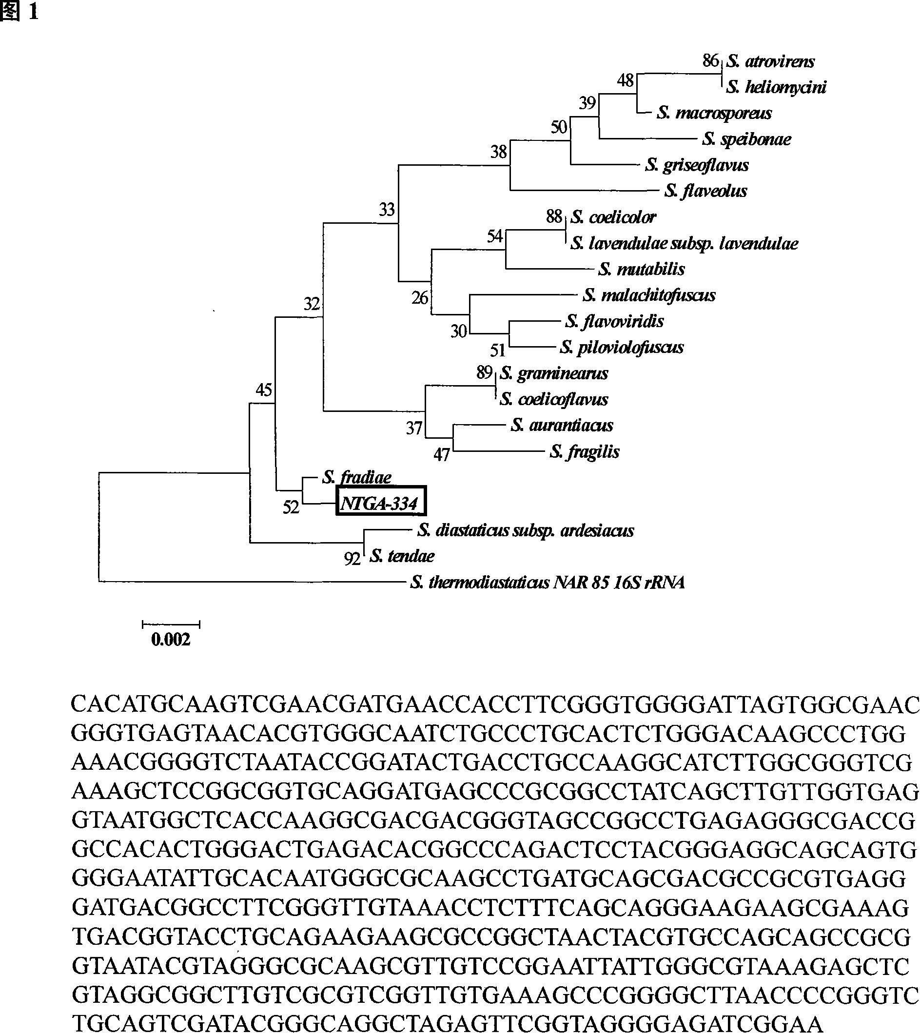 Process for preparing rare ginsenoside Compound K by fermenting panax notoginseng saponins with streptomycete