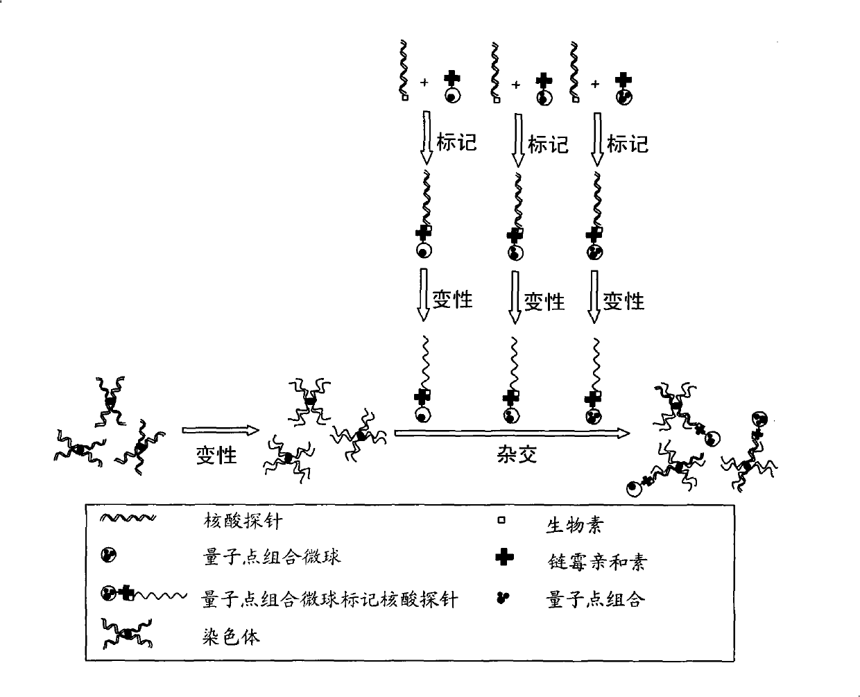 Nuclear acid probe marked with quantum-dots composite sphere and preparation method and application thereof