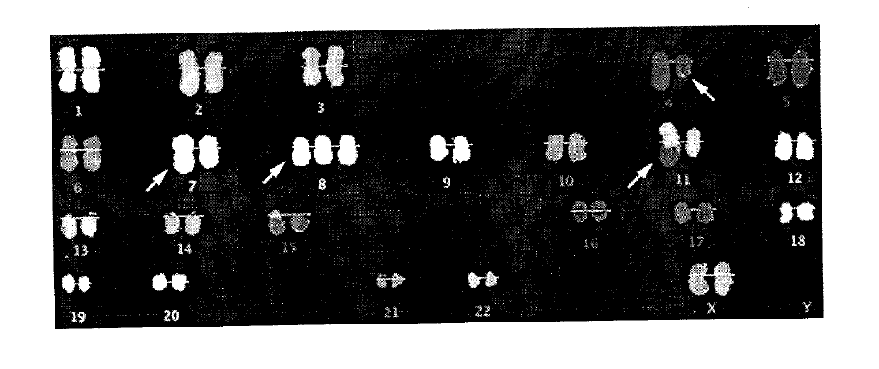 Nuclear acid probe marked with quantum-dots composite sphere and preparation method and application thereof