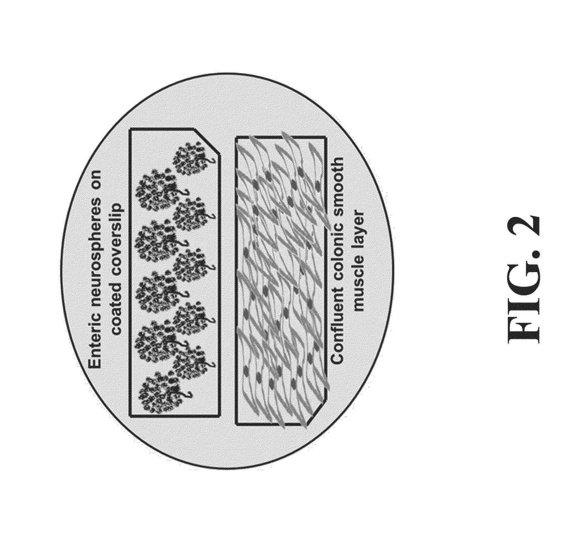 Neural Progenitor Cell Differentiation