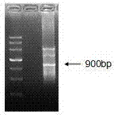 Lycium chinense Miller GGPS1 gene for improving stress resistance of plant and recombinant vector comprising the gene