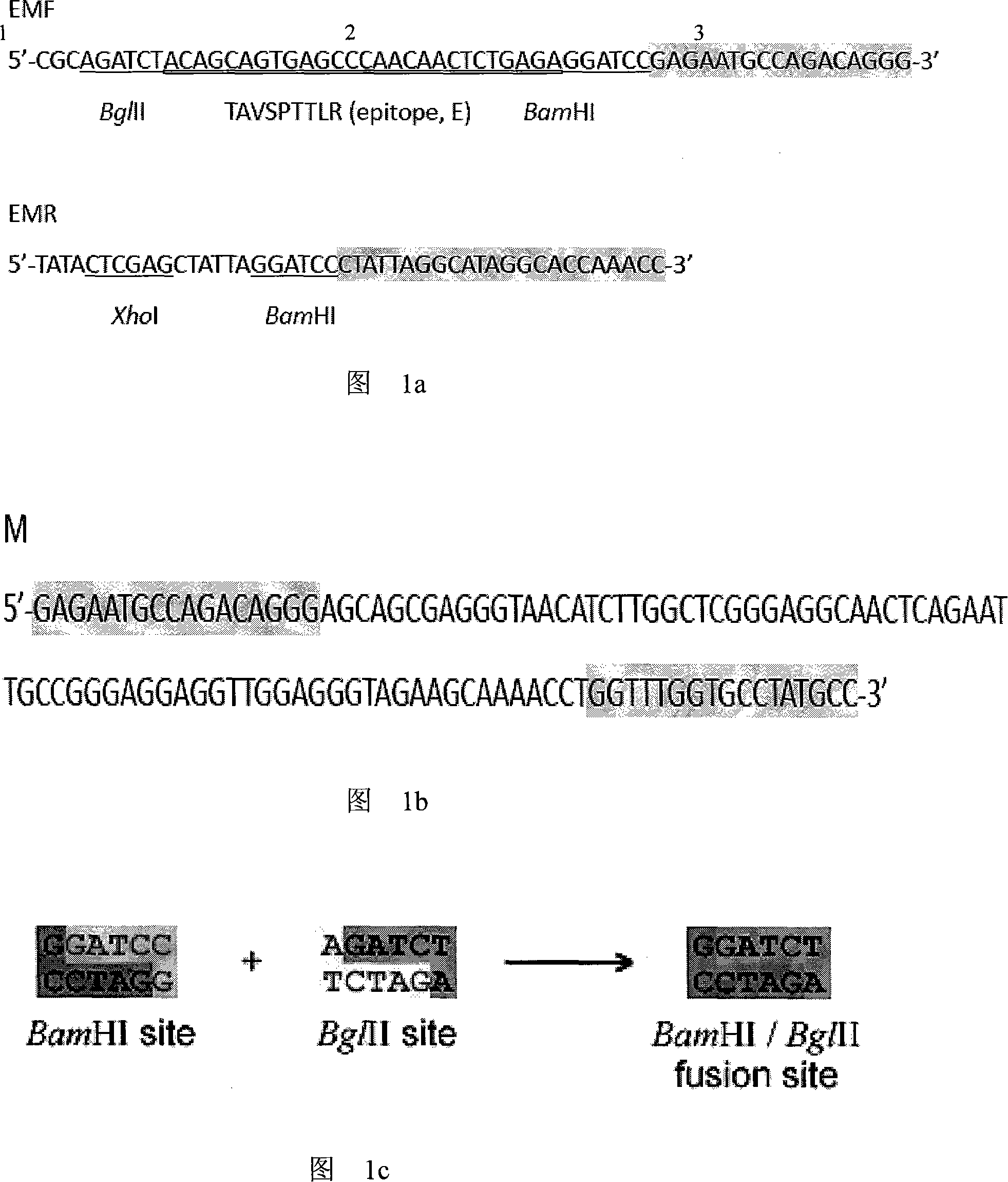 Epitope vaccine of hog cholera virus and its preparing process