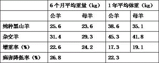 Method for hybridizing Boer goats and black goats