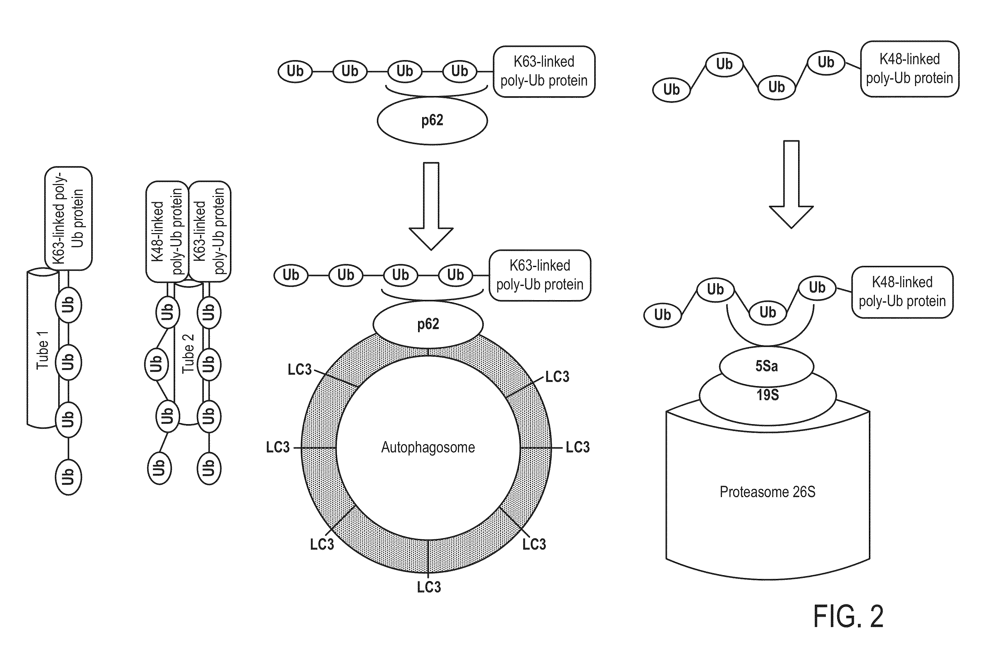 Ubiquitinylated proteins