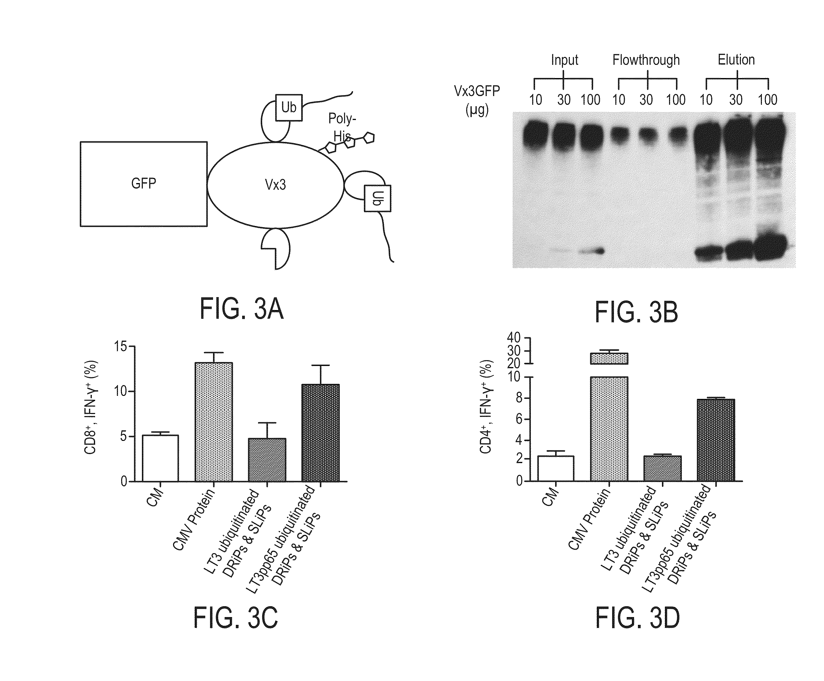 Ubiquitinylated proteins