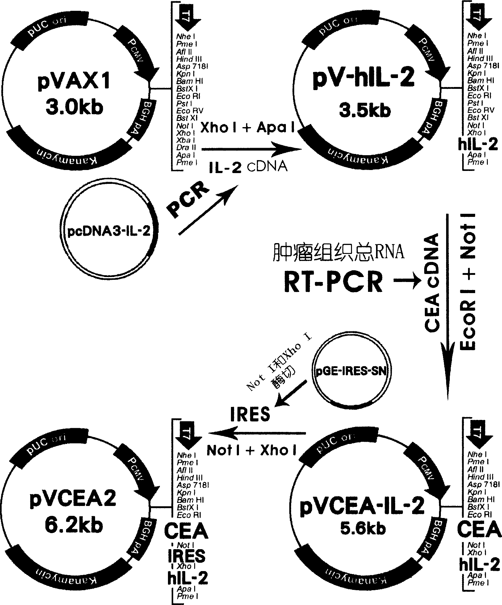 CCA gene vaccine, and its establishing method and use for preparing vaccine for preventing and treating tumour