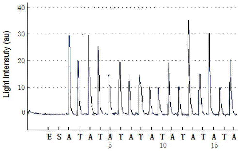 Method for analyzing haplotype of PCR product employing non-synchronous synthesis sequencing of two nucleotides