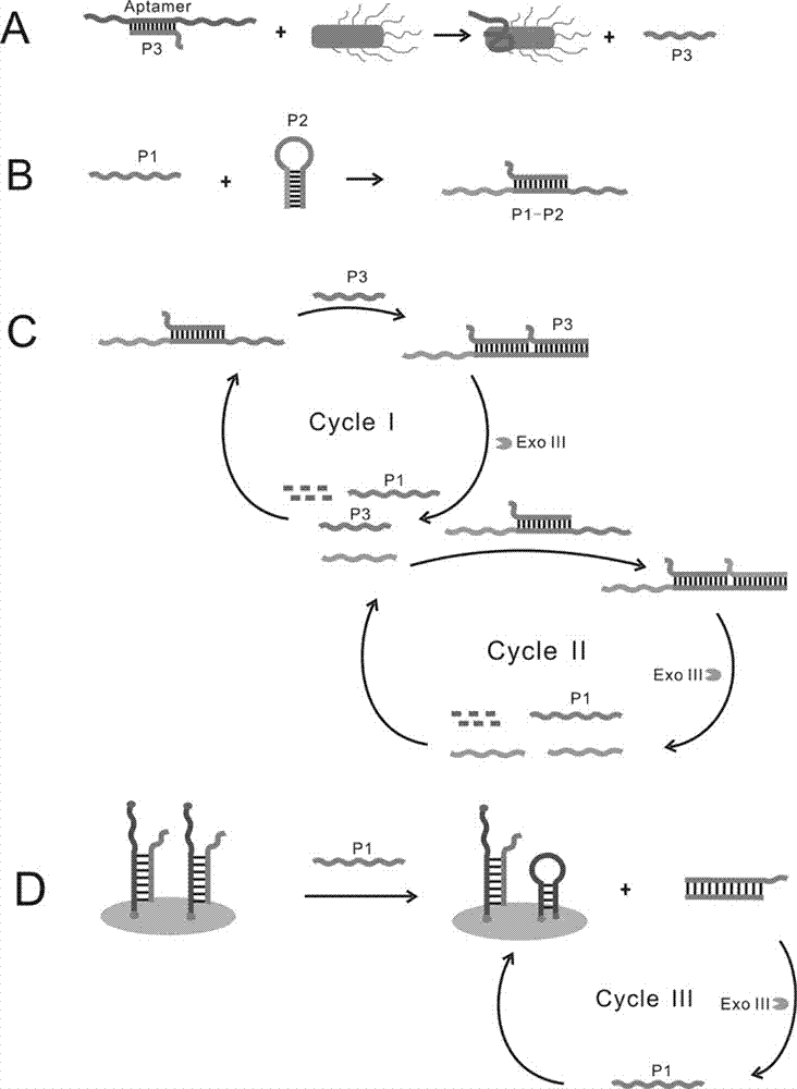 Salmonella typhimurium detection biosensor