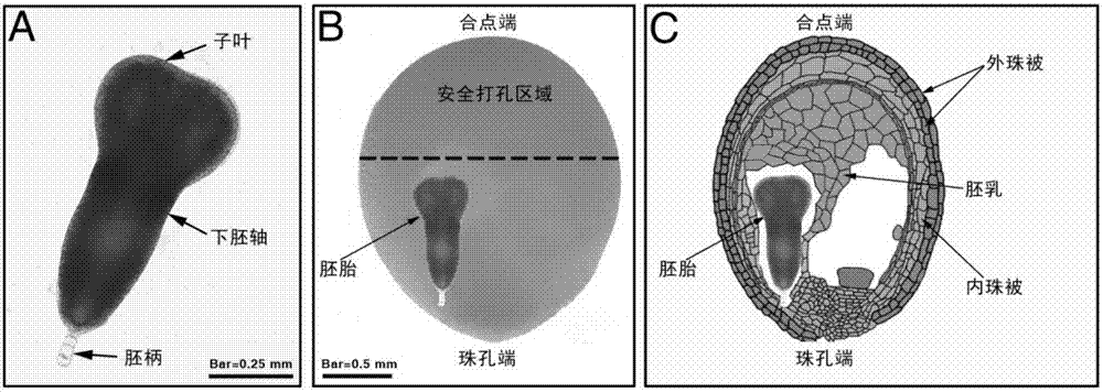 A kind of preparation method and application of glass micropipette