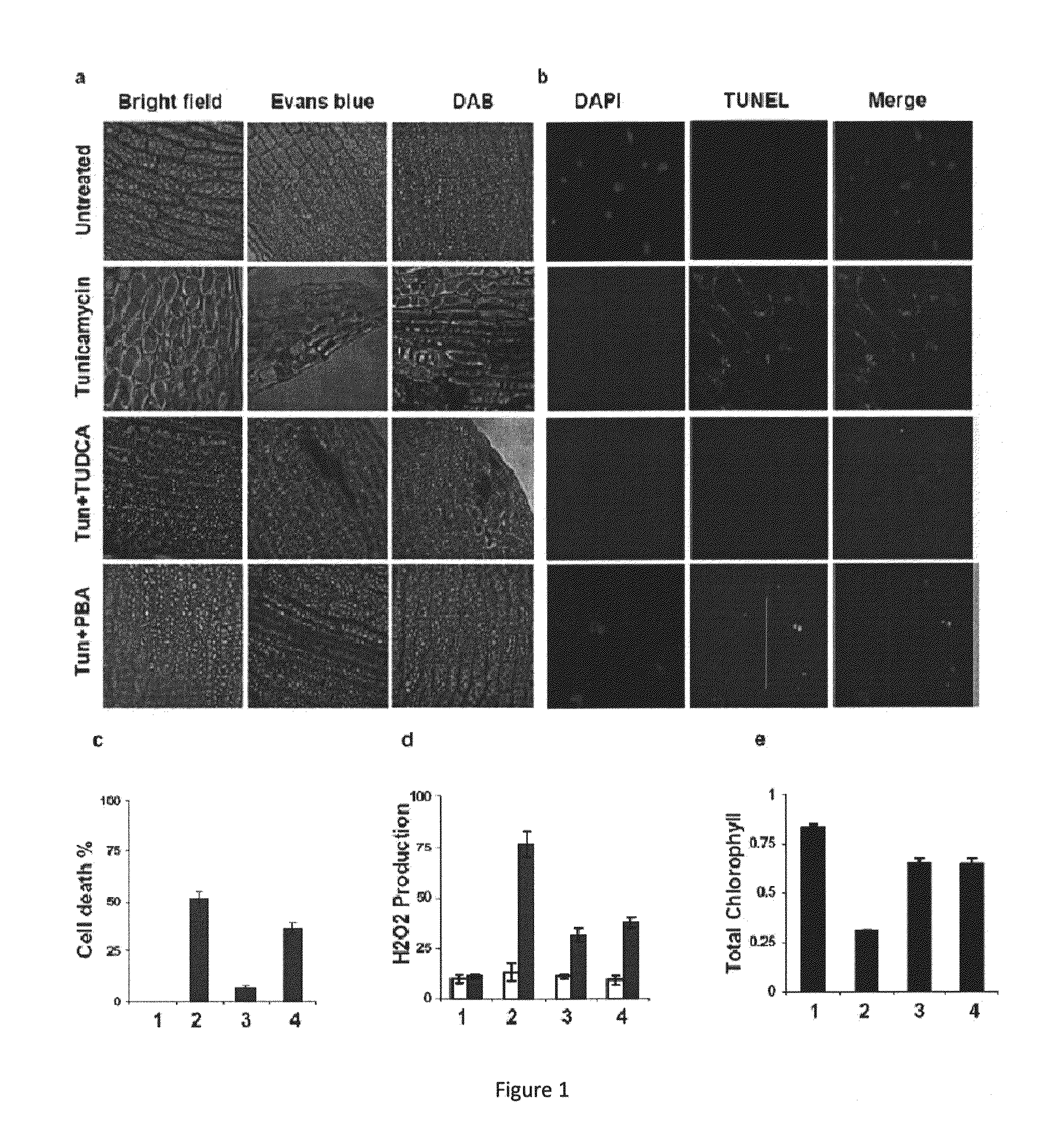 Chemical chaperones and methods of use thereof for inhibiting proliferation of the phytopathogenic fungus Fusarium ssp.