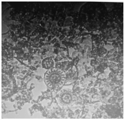 Novel insecticidal pesticide composition