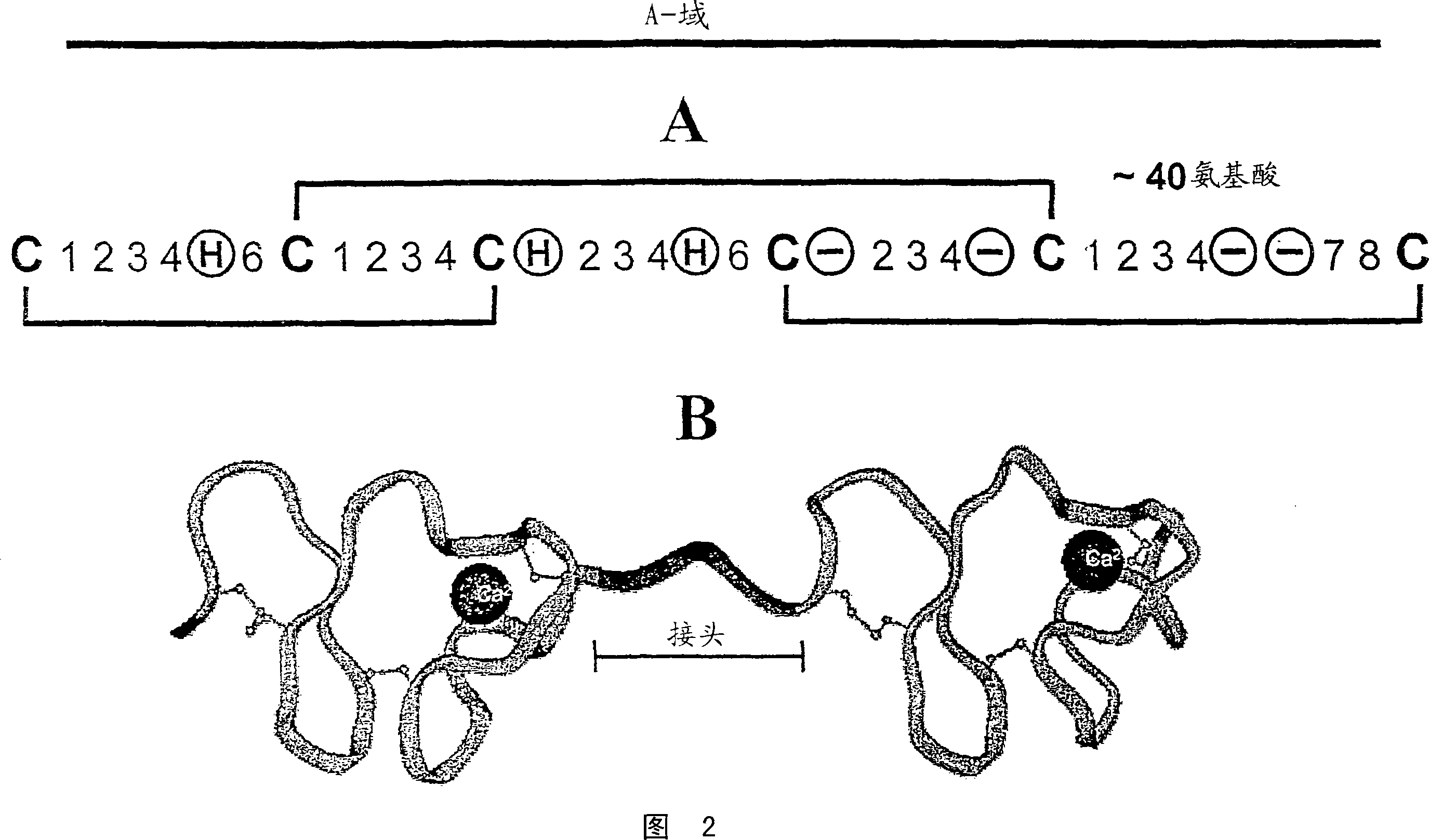 c-MET kinase binding proteins