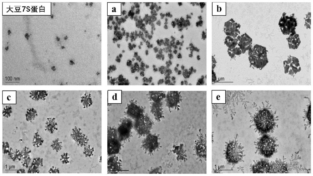 A preparation method of protein-based nanoparticles of solubilization and synergistic insoluble bioactive substances