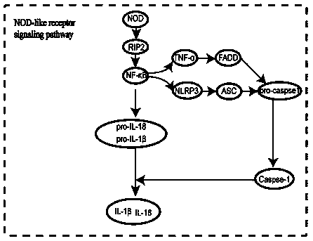 Application of NOD signaling pathway induced by abnormal palmitic acid metabolism in diagnosis and prevention of myocardial injury