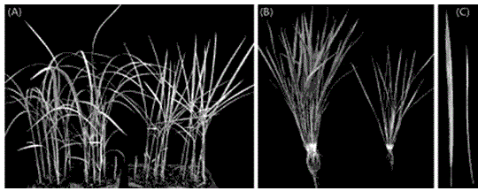 Protein PALS1 related to plant type and leaf shape character of rice and encoding gene and application of protein PALS1