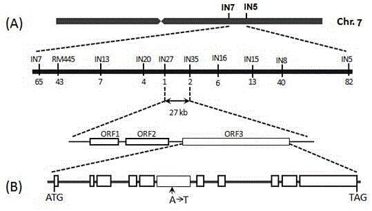 Protein PALS1 related to plant type and leaf shape character of rice and encoding gene and application of protein PALS1