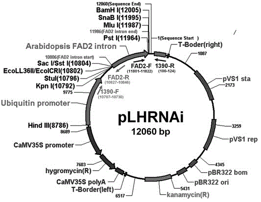 Protein PALS1 related to plant type and leaf shape character of rice and encoding gene and application of protein PALS1