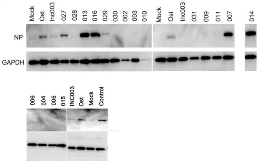 Rhein derivative and antiviral application thereof