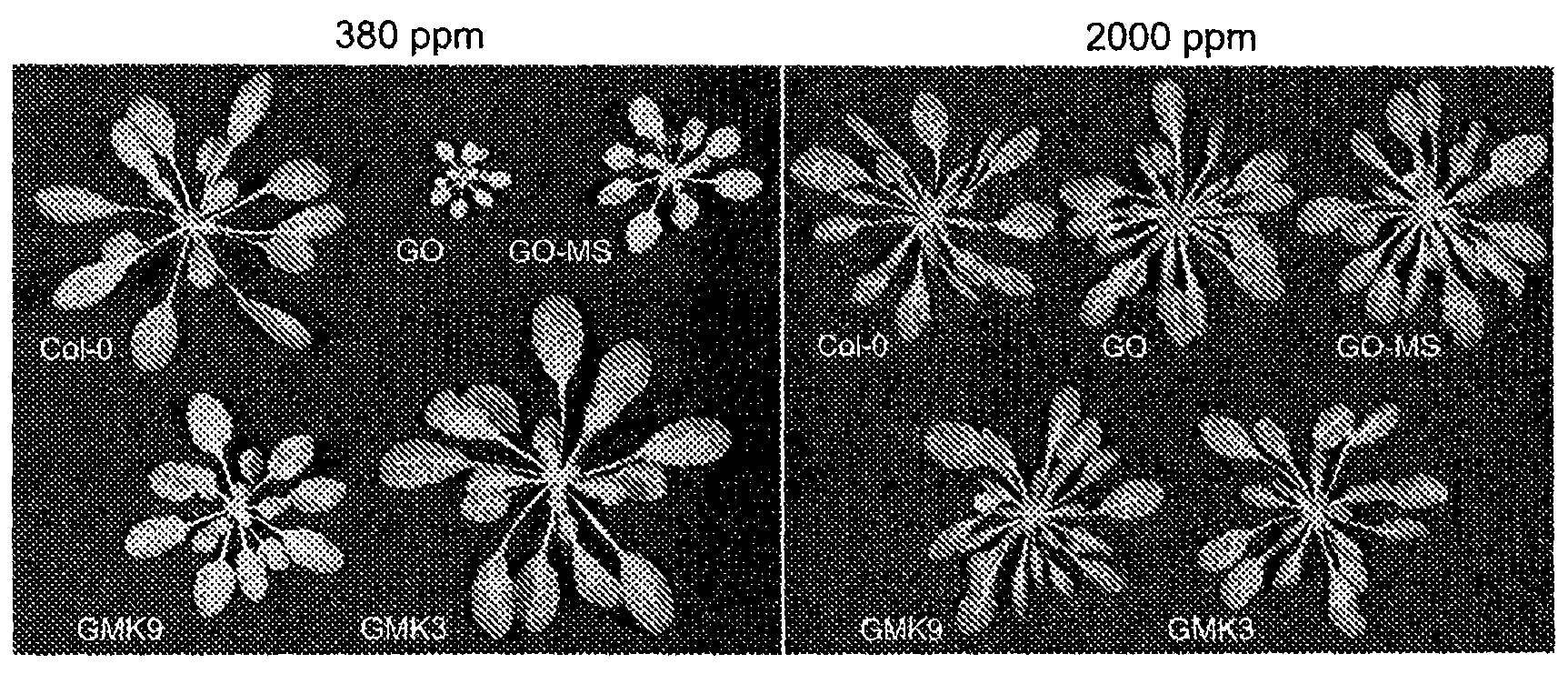 Means for improving agrobiological traits in a plant by providing a plant cell comprising in its chloroplasts enzymatic activities for converting glycolate into malate