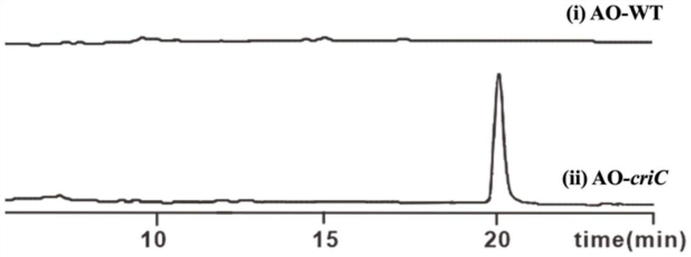 Method for preparing L-tryptophan-L-alanine cyclic dipeptide by using aspergillus oryzae