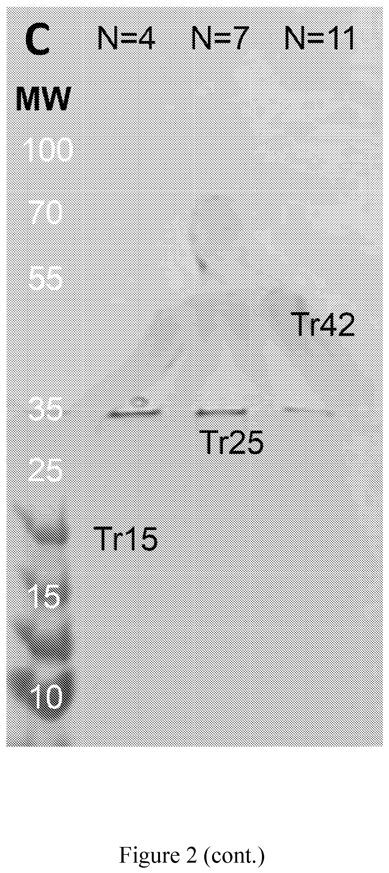 Compositions and methods related to 2 dimensional molecular composites