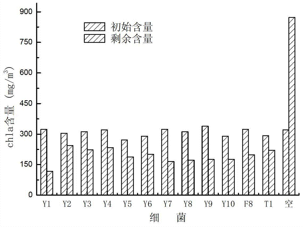 Dual-effect engineering bacterium Y7 capable of lysing algae and degrading algal toxin and construction method thereof