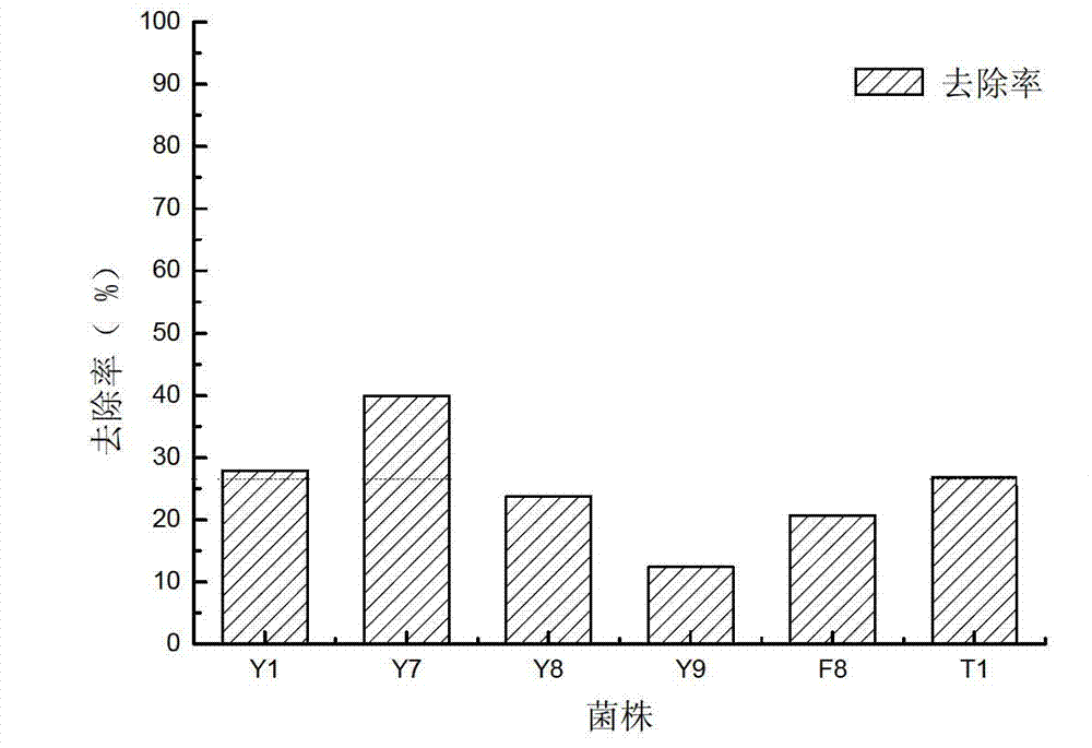 Dual-effect engineering bacterium Y7 capable of lysing algae and degrading algal toxin and construction method thereof