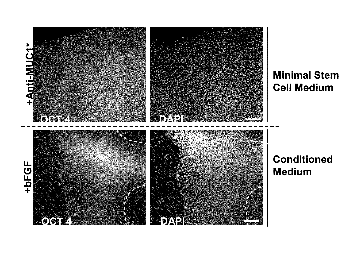 Methods for culturing stem and progenitor cells