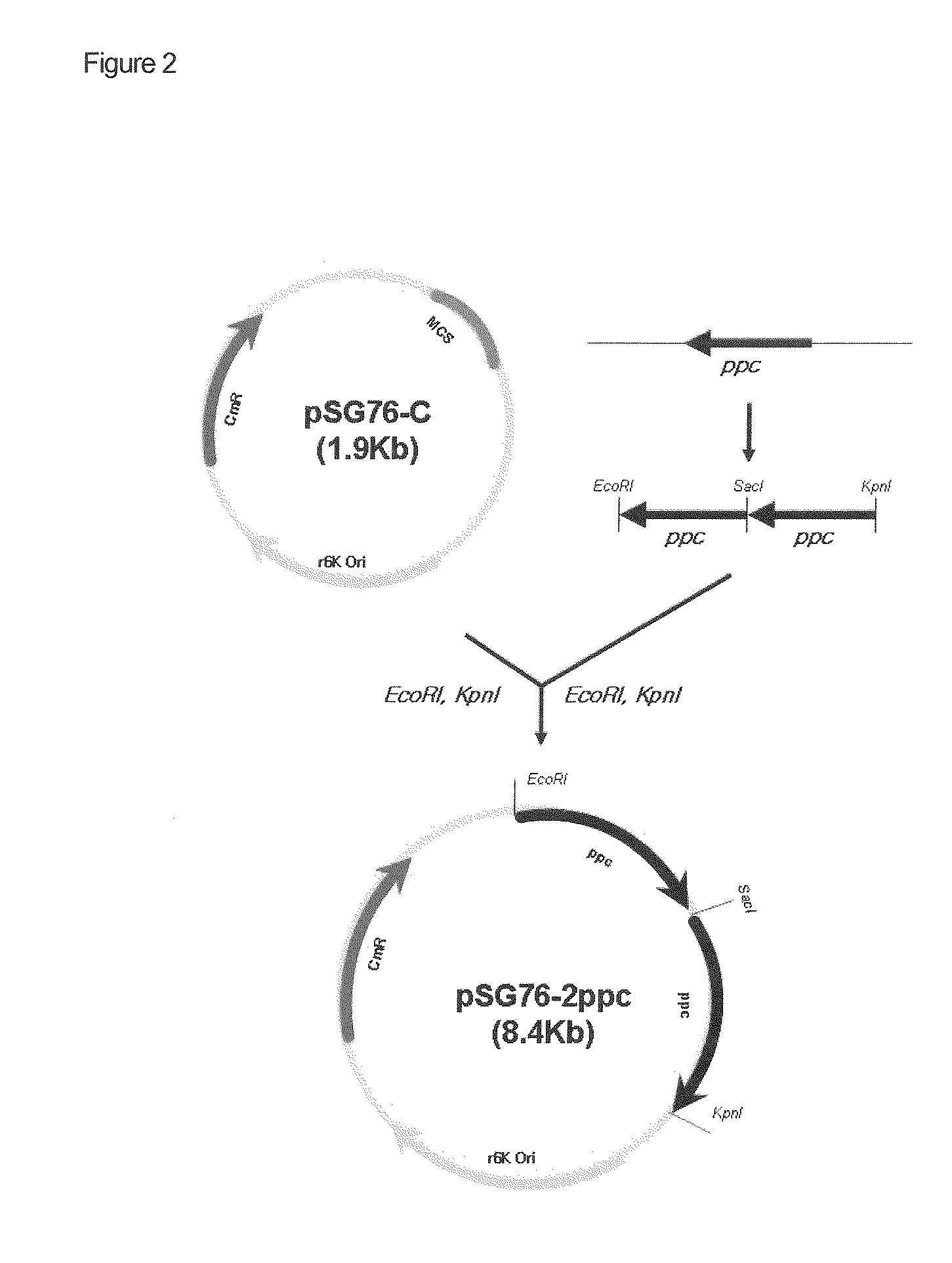 Microorganism producing O-acetyl-homoserine and the method of producing O-acetyl-homoserine using the microorganism