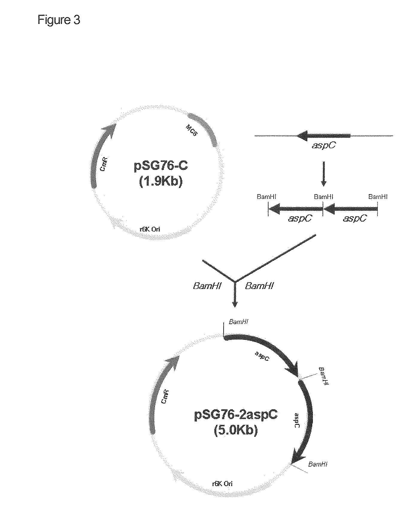 Microorganism producing O-acetyl-homoserine and the method of producing O-acetyl-homoserine using the microorganism