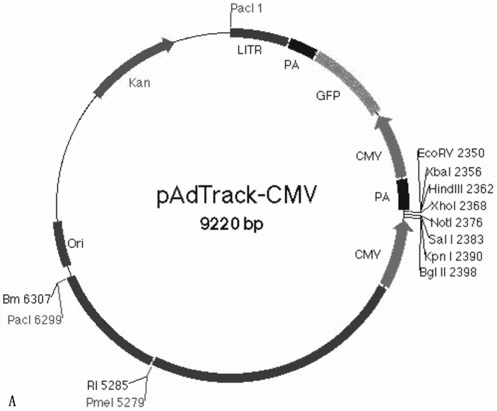 Recombinant adenovirus as well as preparation method and application thereof