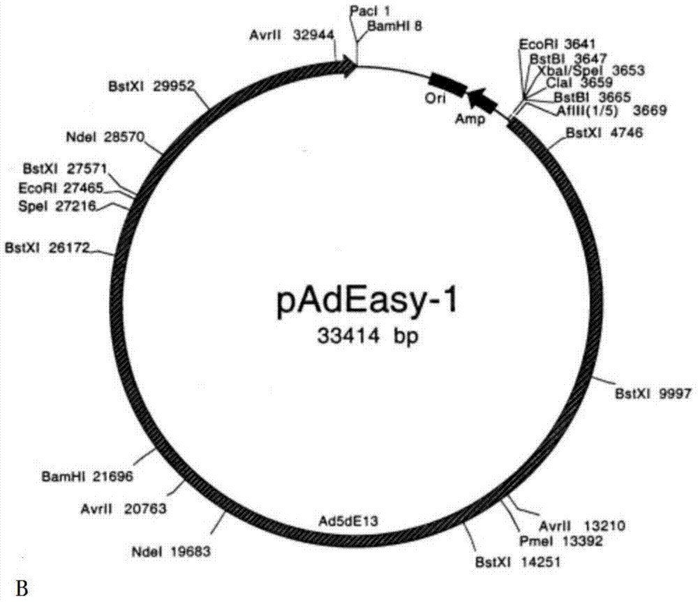 Recombinant adenovirus as well as preparation method and application thereof