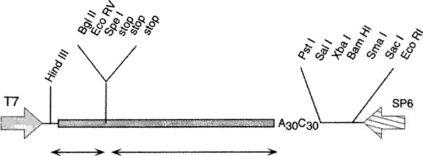 Rice high affinity nitrate transport protein gene OsNAR2.1