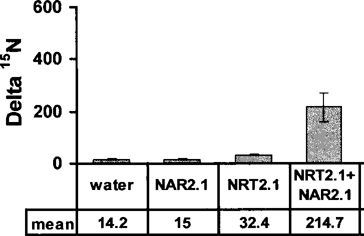 Rice high affinity nitrate transport protein gene OsNAR2.1